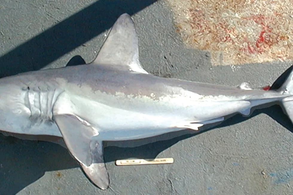 Czy w Bałtyku są rekiny? Gatunki, zagrożenia i fakty, które musisz znać