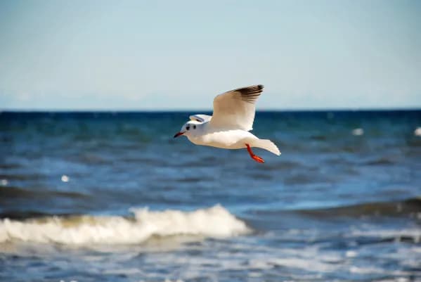 Jakie ptaki nad morzem? Poznaj gatunki, miejsca i tajemnice obserwacji!