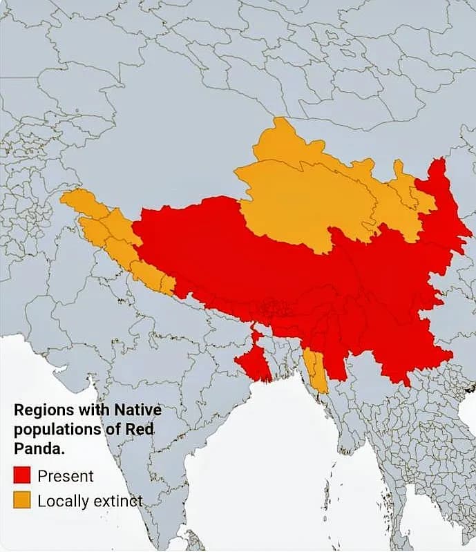W jakim kraju żyją pandy? Odkryj ich naturalne siedliska w Chinach